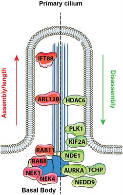 Microscopy-Based Automated Live Cell Screening for Small Molecules That Affect Ciliation